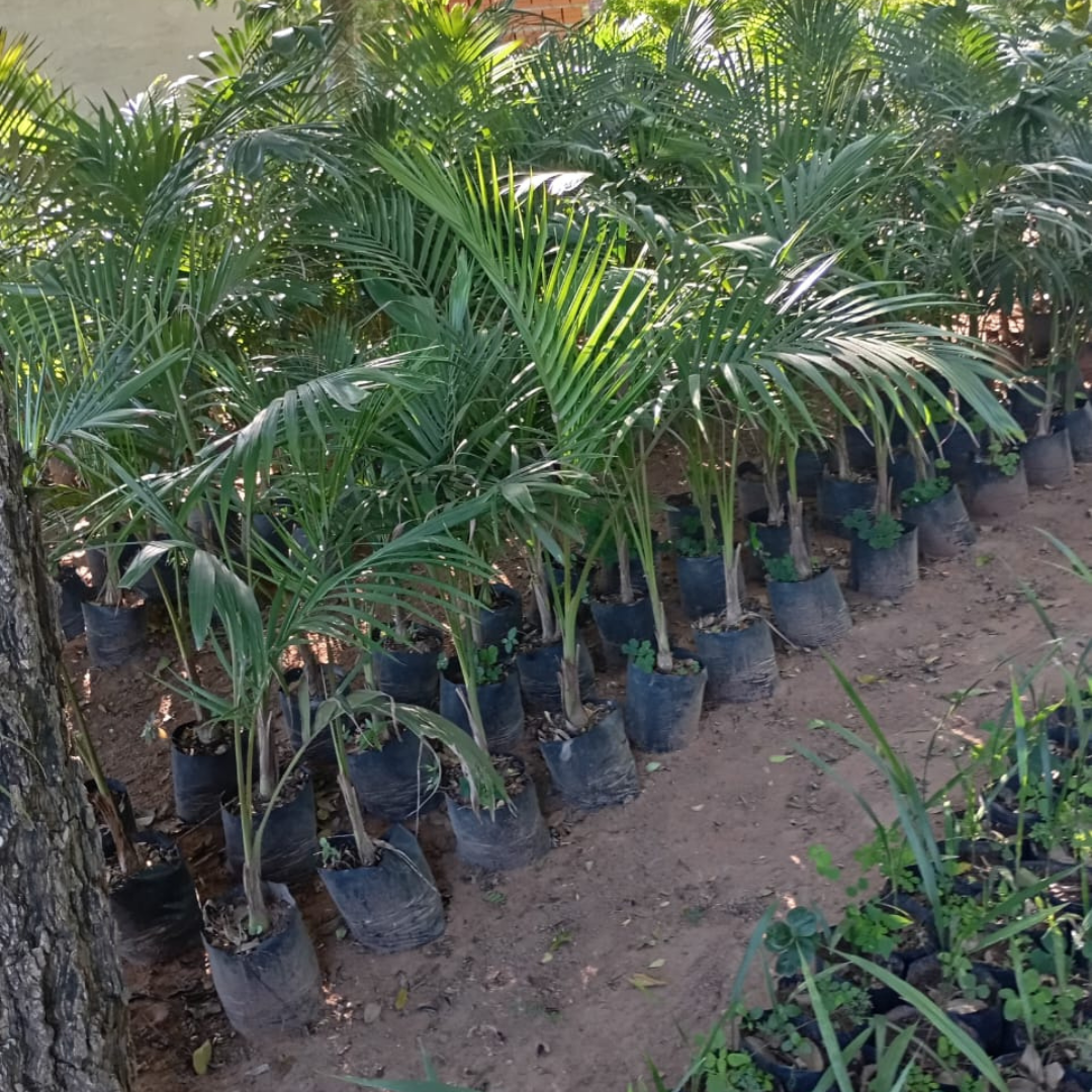 🌴 Palmeras decorativas listas para tu jardín