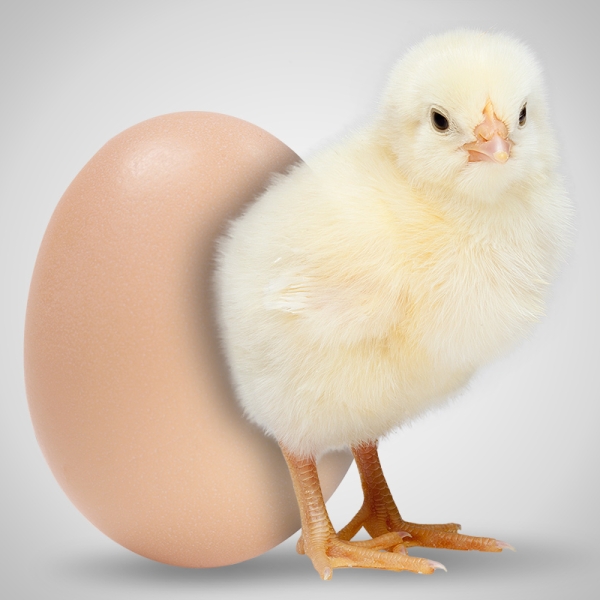 HUEVOS FÉRTILES