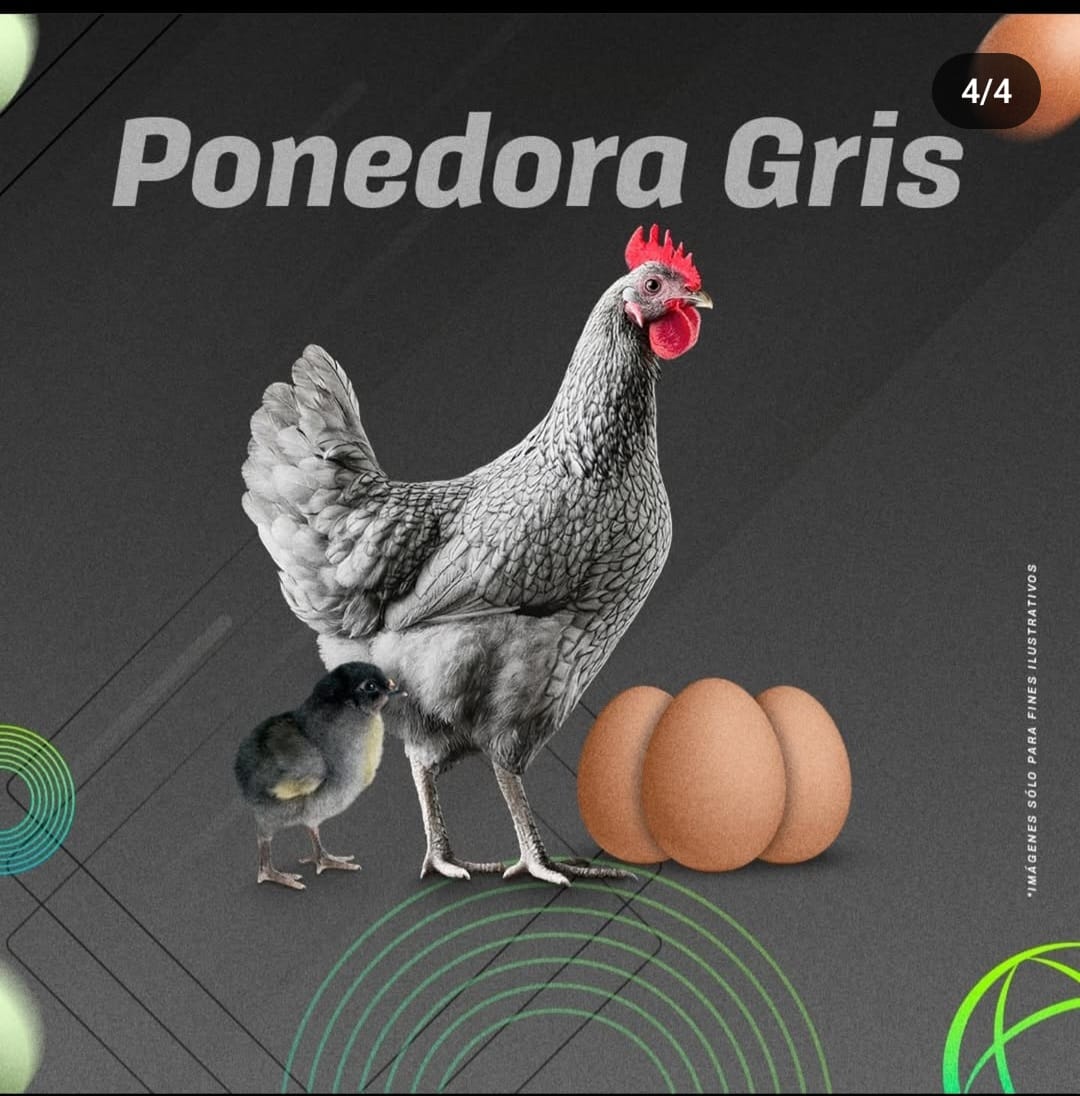 Ponedora Gris – Eficiencia y Adaptabilidad