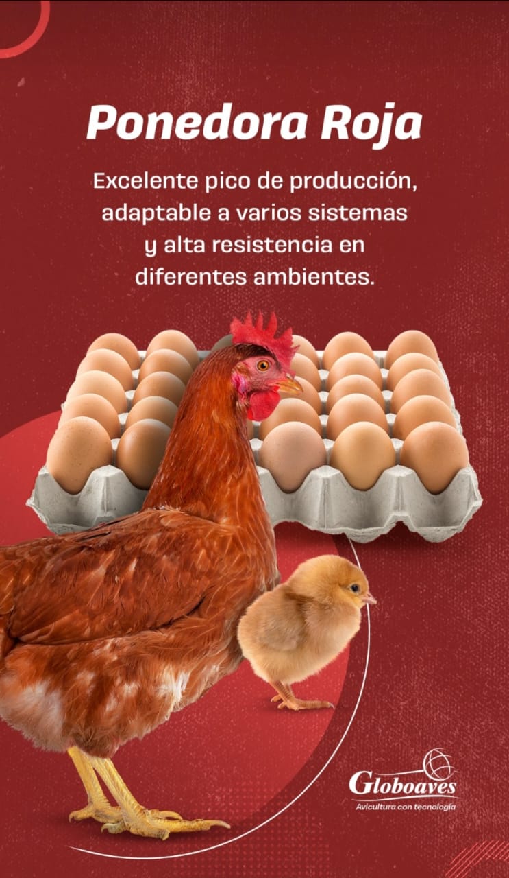 Ponedora Roja – Globoaves