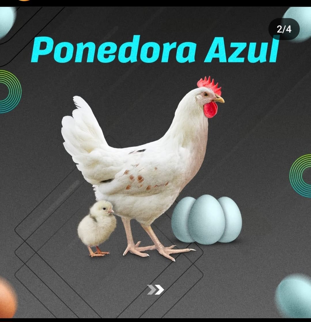 Ponedora Azul – Huevos Exóticos y Productividad