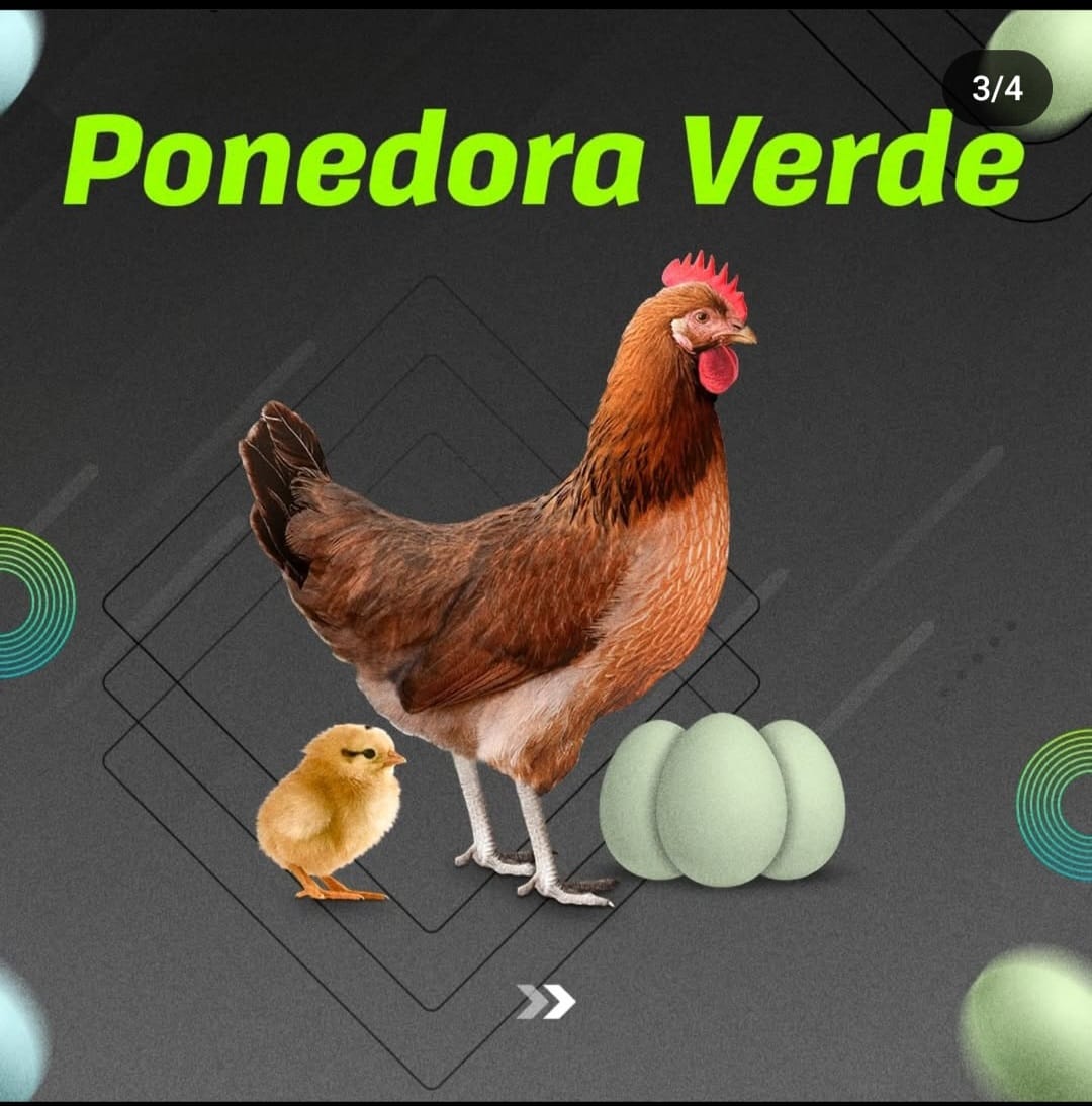 Ponedora Verde – Huevos Verdes, Valor Extra