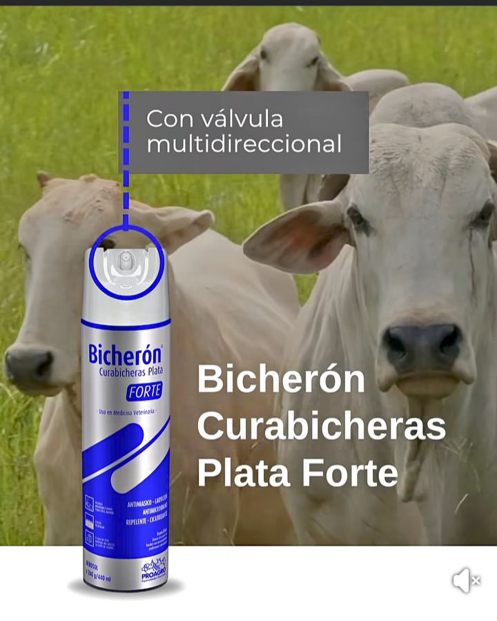Cura bicheras