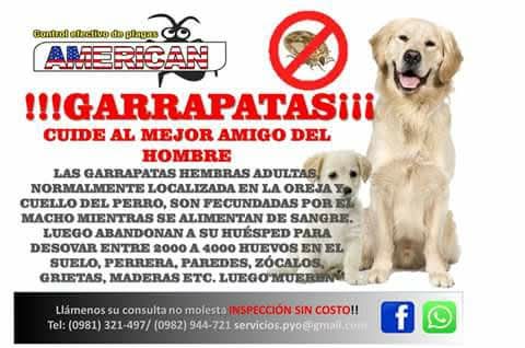 Garrapatas cuida al mejor amigo del hombre