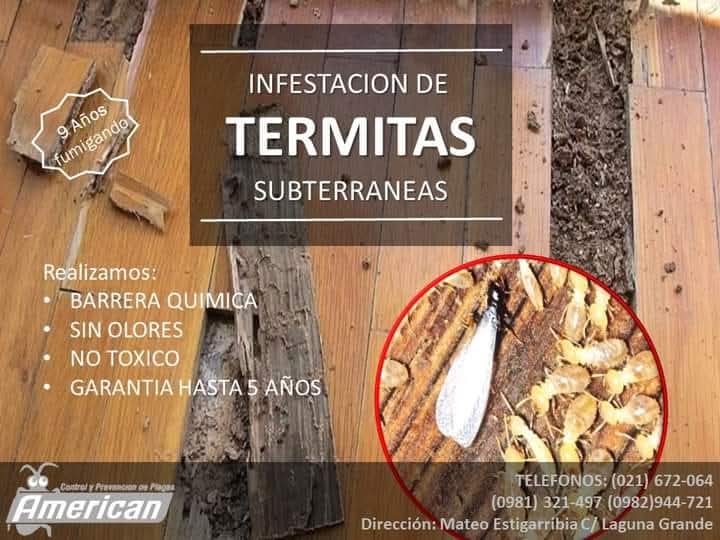 Infestación de termitas subterránea