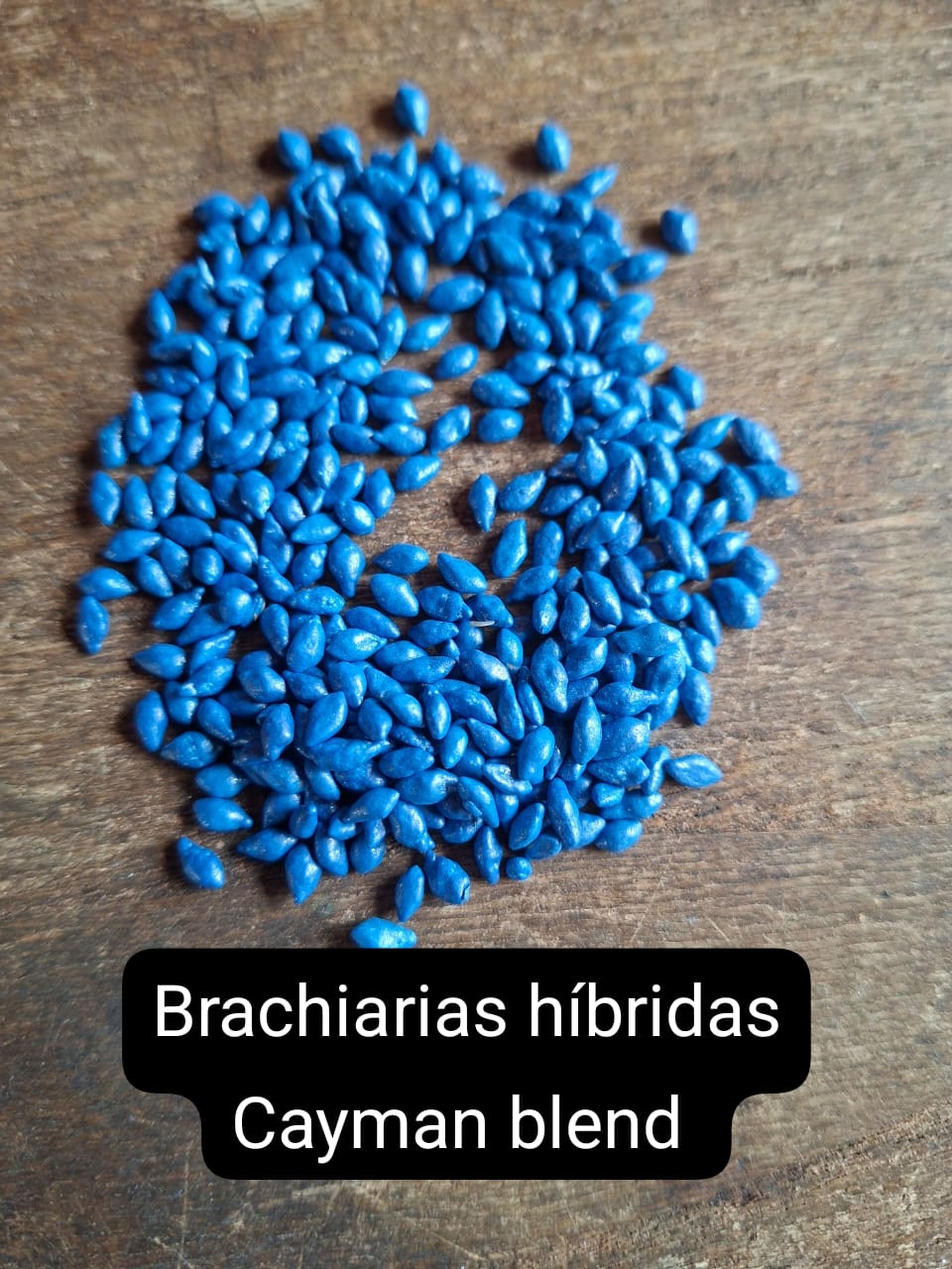 Brachiarias Híbridas – Cayman Blend
