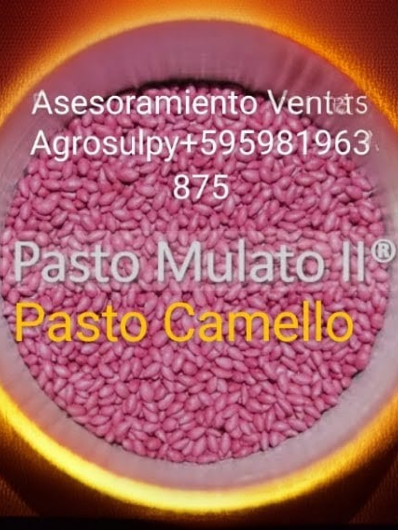 Variedad de semillas