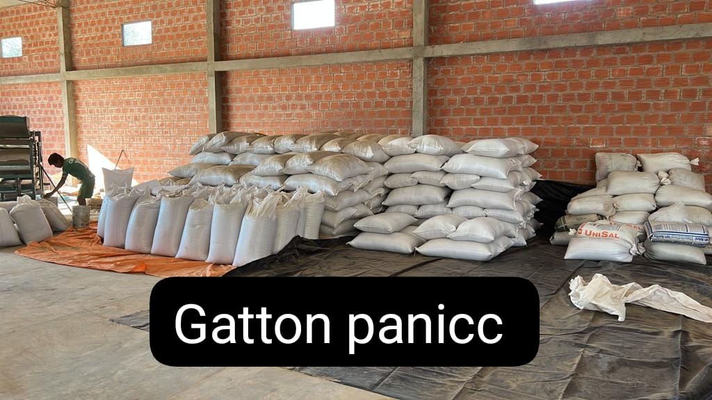 Gatton Panicc