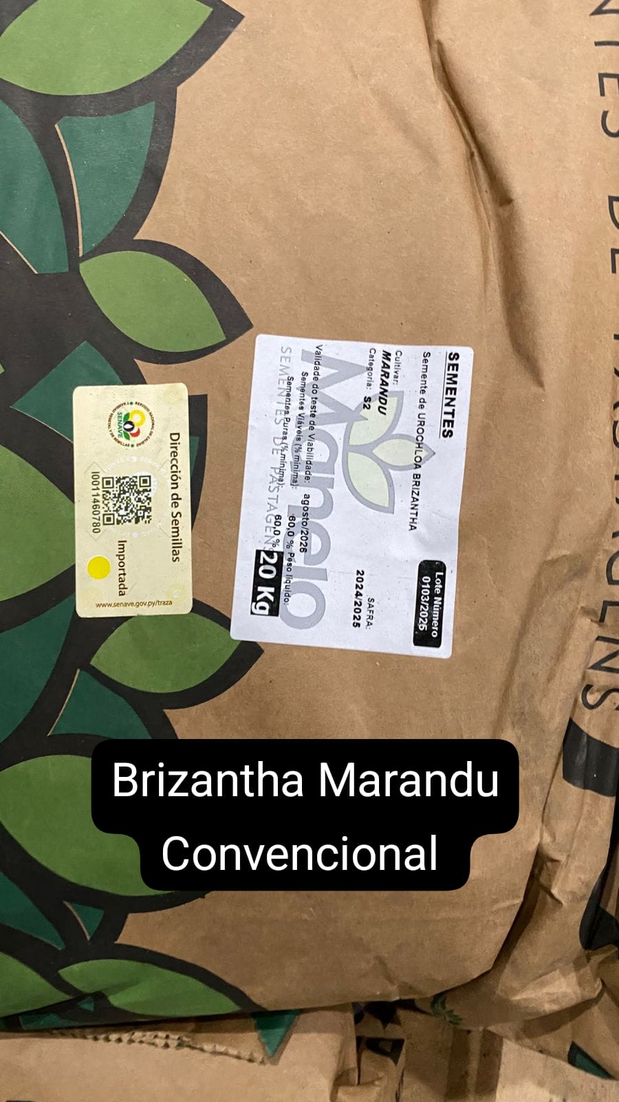 Brizantha Marandu Convencional