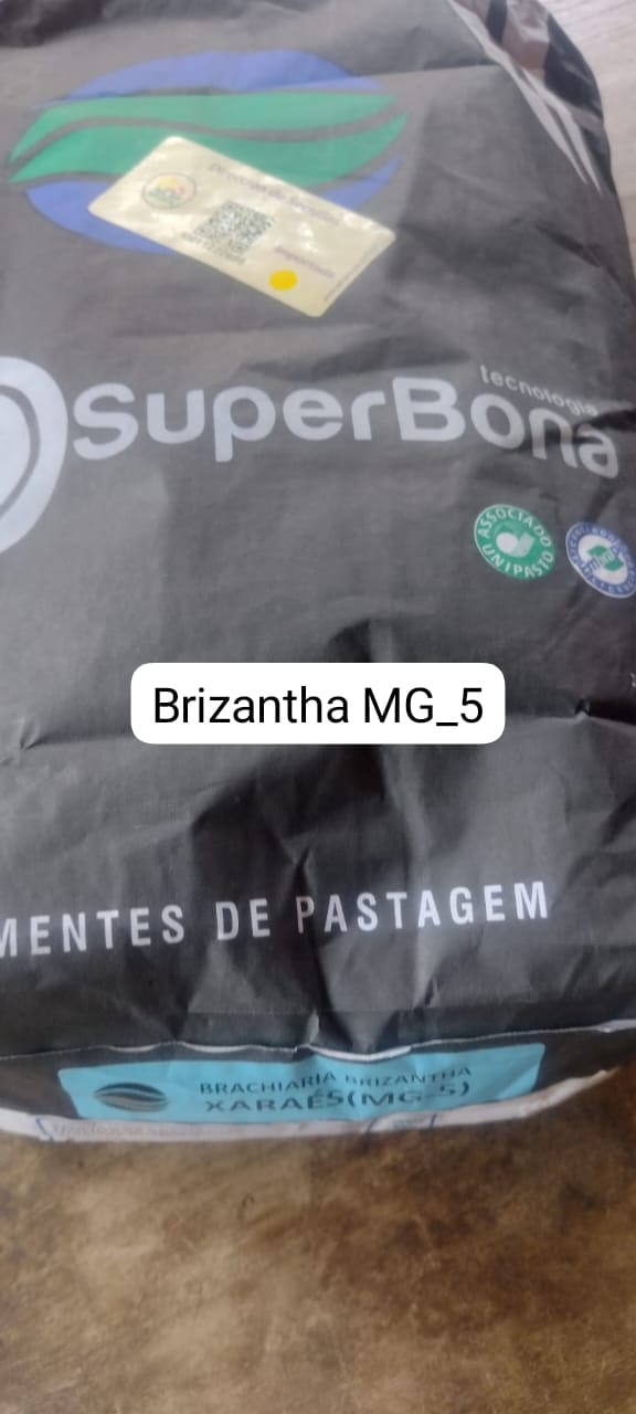 Brizantha MG-5