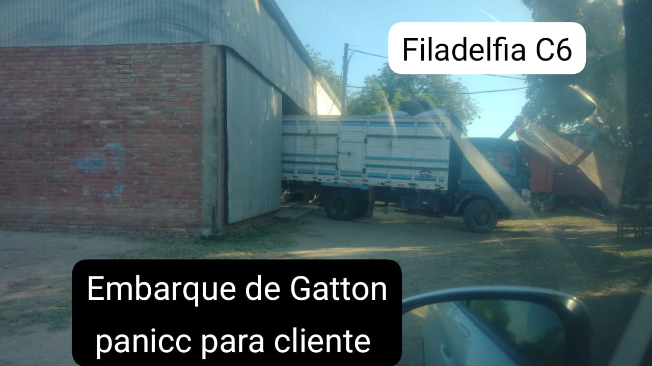 Embarque de Gatton Panic para clientes