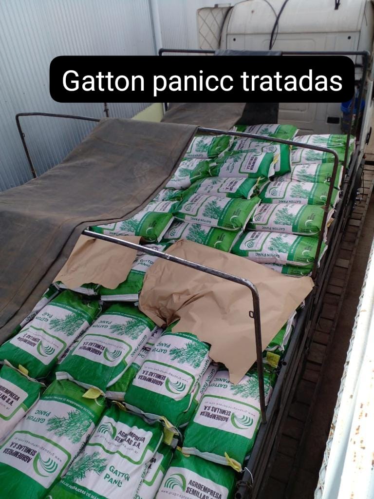 Gatton Panicc Tratadas