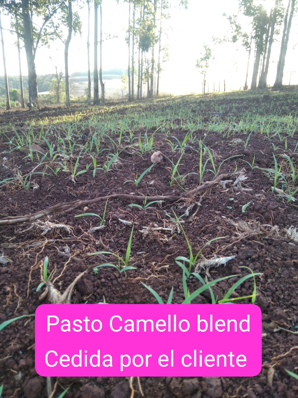 Pasto Camello blend Cedida por el cliente