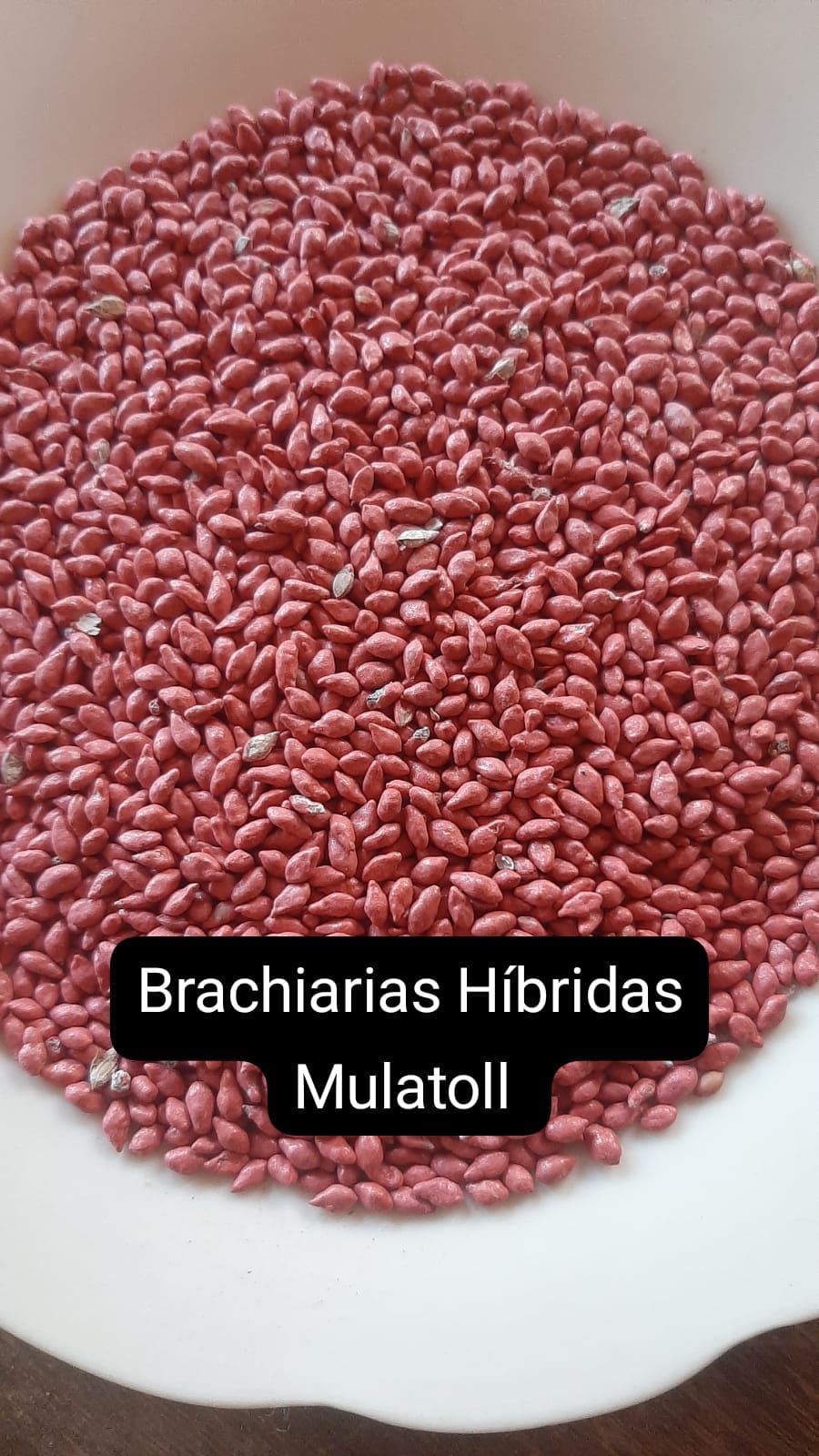 Brachiarias Híbridas Mulato