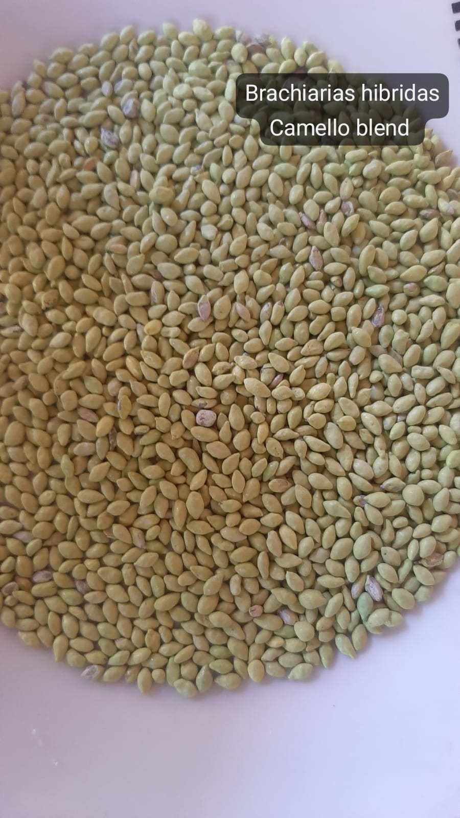 Brachiarias Camello Blend