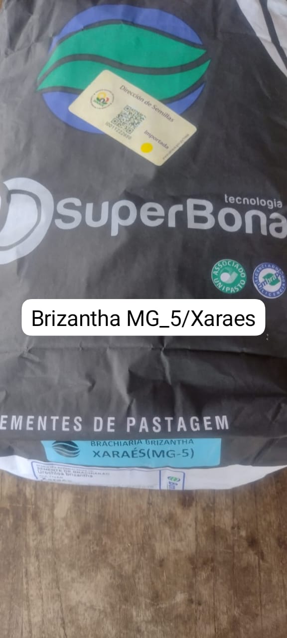 Brizantha MG-5 / Xaraés