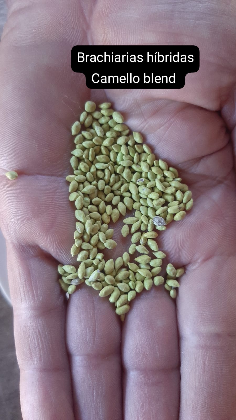 Brachiarias Híbridas – Camello Blend