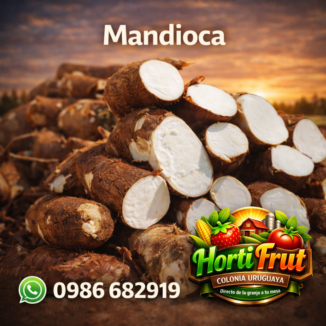 Mandioca fresca – Tradición y sabor natural 🌱✨