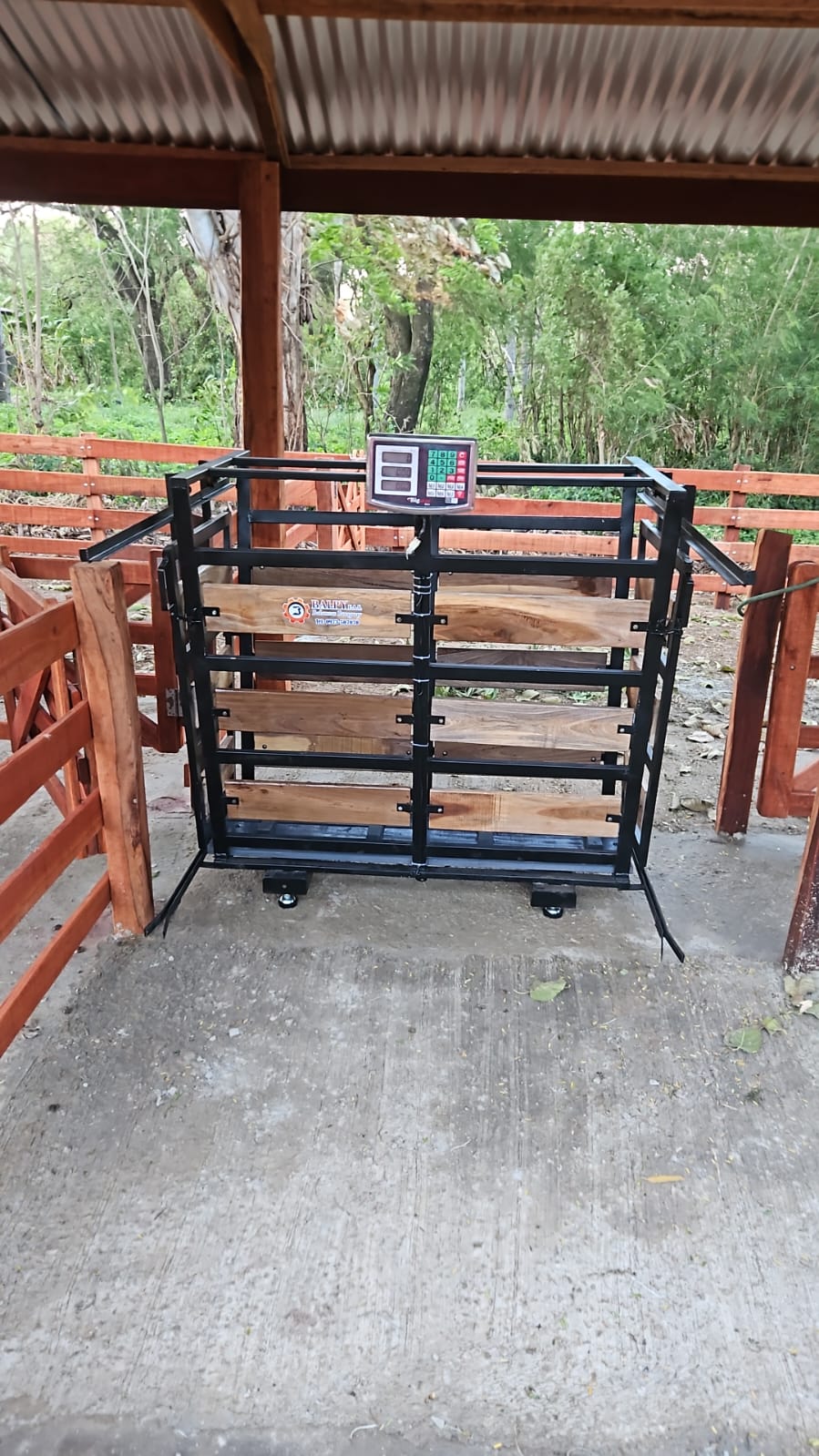 Basculas para ovinos
