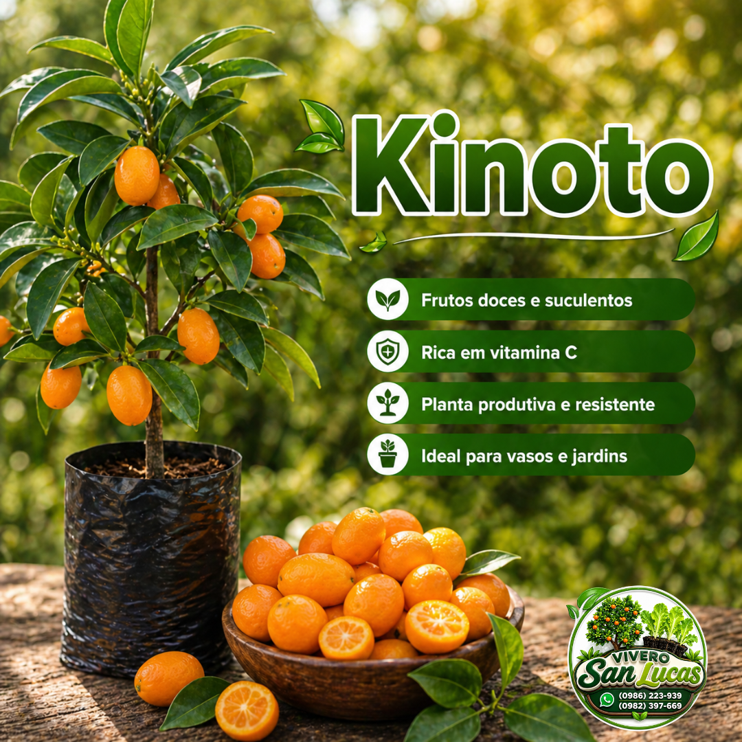 Kinoto – Planta Frutal Dulce y Productiva