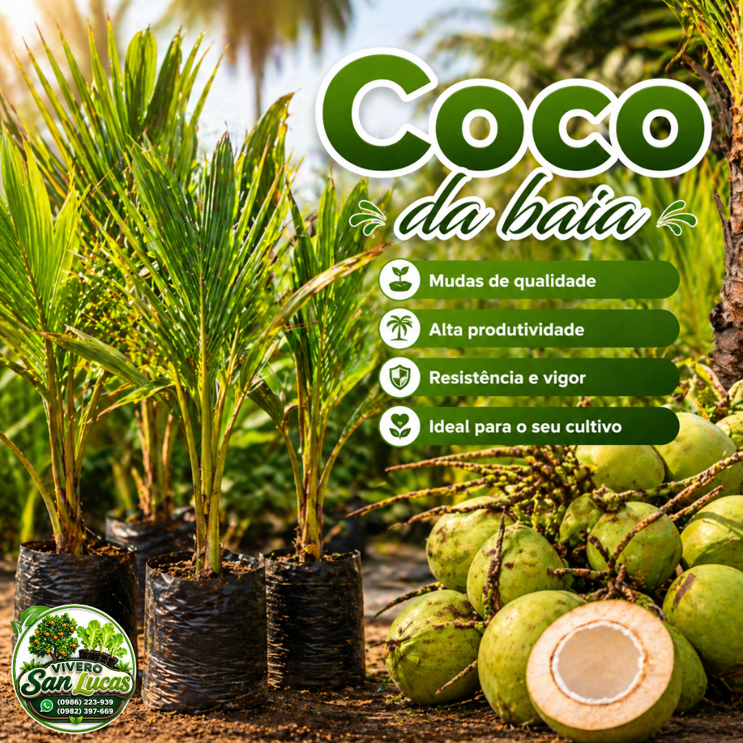 Coco de Bahía – Plantas de Alta Calidad