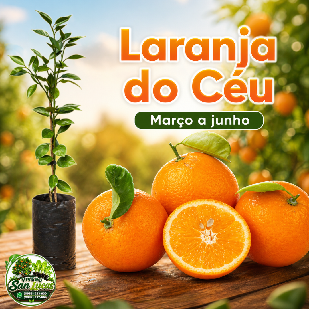 Laranja do Céu – Naranja Dulce Premium