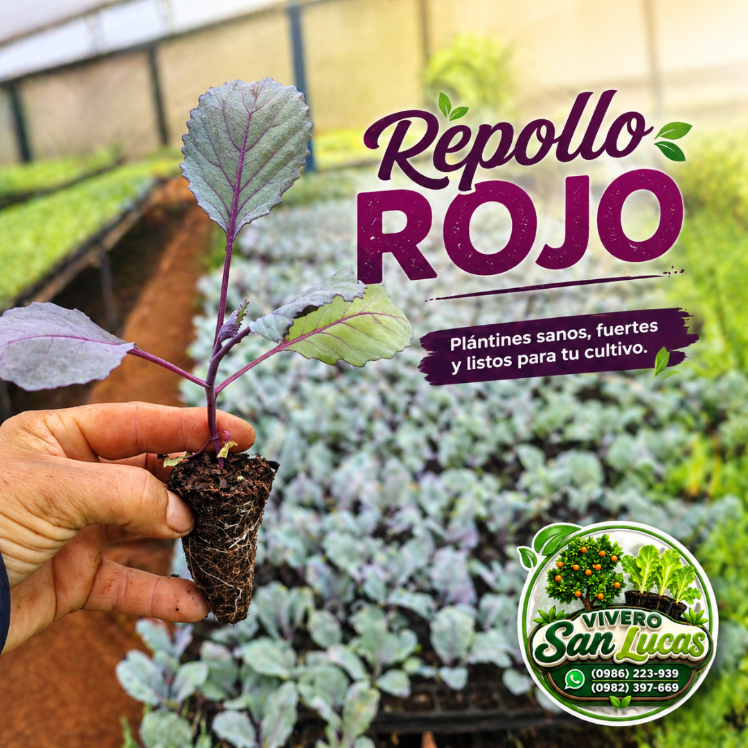 Repollo Rojo – Plantines Fuertes y Saludables