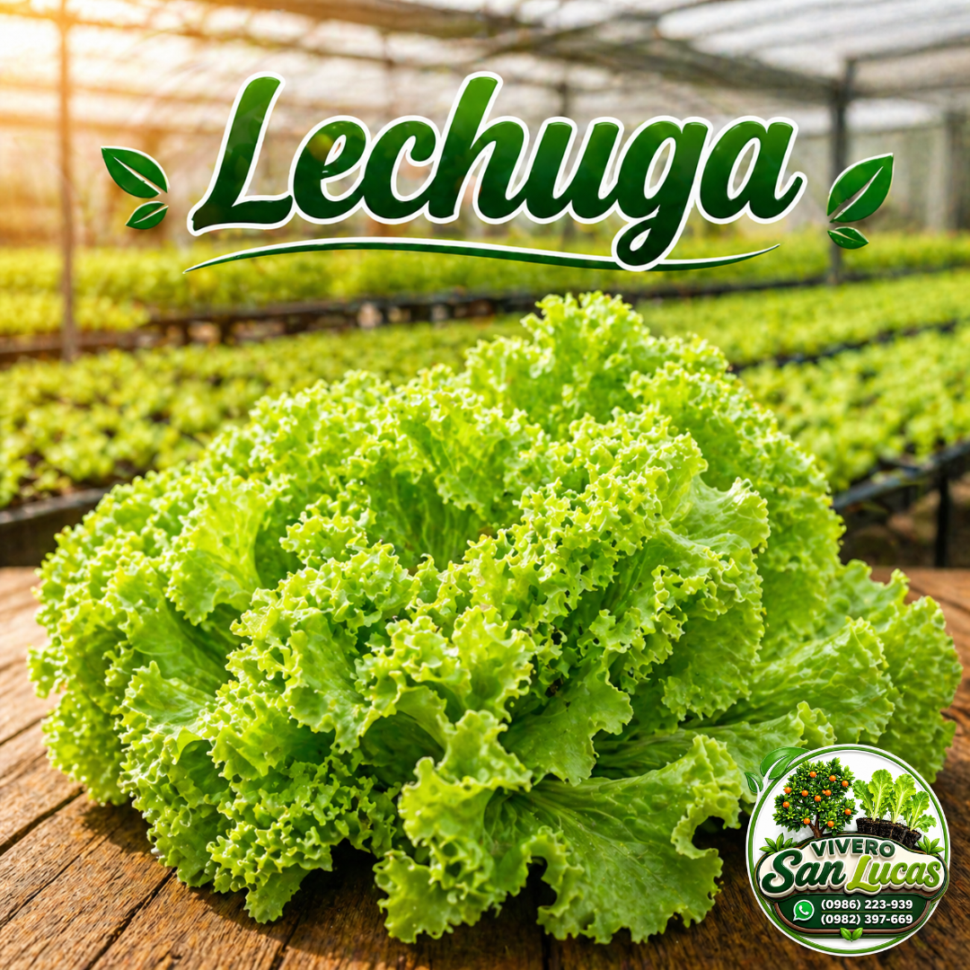 Lechuga Fresca – Cultivo Saludable y Natural