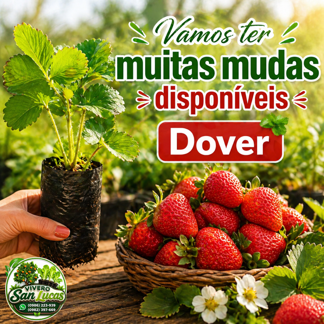 Frutilla Dover – Plantines Disponibles