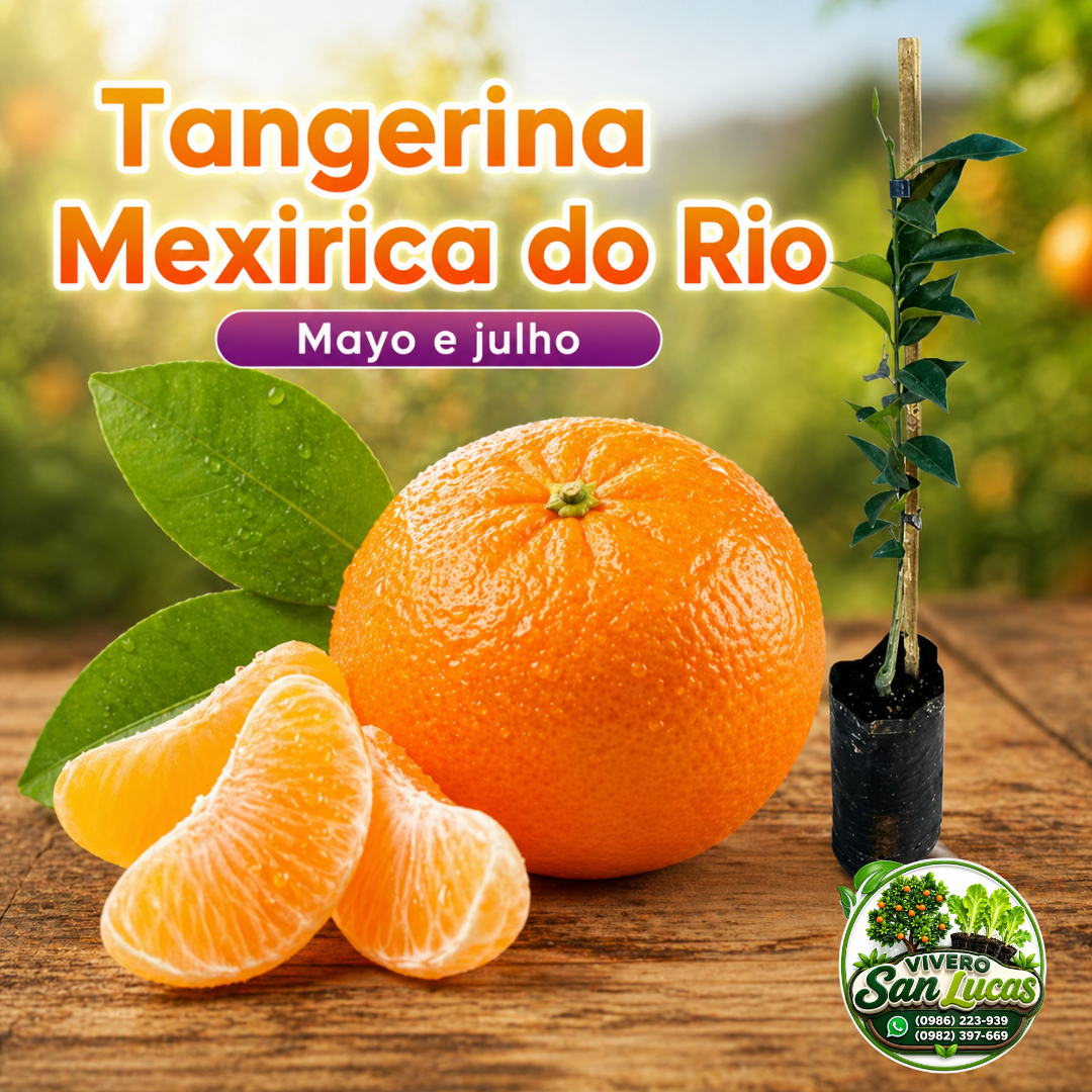 Tangerina Mexirica do Río – Planta Frutal Premium